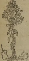 Picture 86 of 801 from A nievve herball, or Historie of plantes : wherein is contayned the whole discourse and perfect description of all sortes of herbes and plantes : their divers & sundry kindes ... and that not onely of those whiche are here growyng in this our countrie of Englande, but of all others also of forrayne realmes commonly used in physicke ; first set foorth in the Doutche or Almaigne tongue (1578), leaf 100