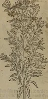 Picture 87 of 801 from A nievve herball, or Historie of plantes : wherein is contayned the whole discourse and perfect description of all sortes of herbes and plantes : their divers & sundry kindes ... and that not onely of those whiche are here growyng in this our countrie of Englande, but of all others also of forrayne realmes commonly used in physicke ; first set foorth in the Doutche or Almaigne tongue (1578), leaf 100
