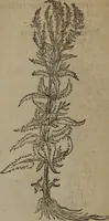Picture 89 of 801 from A nievve herball, or Historie of plantes : wherein is contayned the whole discourse and perfect description of all sortes of herbes and plantes : their divers & sundry kindes ... and that not onely of those whiche are here growyng in this our countrie of Englande, but of all others also of forrayne realmes commonly used in physicke ; first set foorth in the Doutche or Almaigne tongue (1578), leaf 101