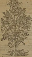 Picture 90 of 801 from A nievve herball, or Historie of plantes : wherein is contayned the whole discourse and perfect description of all sortes of herbes and plantes : their divers & sundry kindes ... and that not onely of those whiche are here growyng in this our countrie of Englande, but of all others also of forrayne realmes commonly used in physicke ; first set foorth in the Doutche or Almaigne tongue (1578), leaf 103