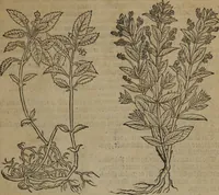 Picture 92 of 801 from A nievve herball, or Historie of plantes : wherein is contayned the whole discourse and perfect description of all sortes of herbes and plantes : their divers & sundry kindes ... and that not onely of those whiche are here growyng in this our countrie of Englande, but of all others also of forrayne realmes commonly used in physicke ; first set foorth in the Doutche or Almaigne tongue (1578), leaf 104