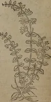 Picture 93 of 801 from A nievve herball, or Historie of plantes : wherein is contayned the whole discourse and perfect description of all sortes of herbes and plantes : their divers & sundry kindes ... and that not onely of those whiche are here growyng in this our countrie of Englande, but of all others also of forrayne realmes commonly used in physicke ; first set foorth in the Doutche or Almaigne tongue (1578), leaf 105