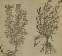 Picture 94 of 801 from A nievve herball, or Historie of plantes : wherein is contayned the whole discourse and perfect description of all sortes of herbes and plantes : their divers & sundry kindes ... and that not onely of those whiche are here growyng in this our countrie of Englande, but of all others also of forrayne realmes commonly used in physicke ; first set foorth in the Doutche or Almaigne tongue (1578), leaf 106