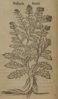 Picture 95 of 801 from A nievve herball, or Historie of plantes : wherein is contayned the whole discourse and perfect description of all sortes of herbes and plantes : their divers & sundry kindes ... and that not onely of those whiche are here growyng in this our countrie of Englande, but of all others also of forrayne realmes commonly used in physicke ; first set foorth in the Doutche or Almaigne tongue (1578), leaf 107