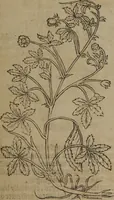Picture 96 of 801 from A nievve herball, or Historie of plantes : wherein is contayned the whole discourse and perfect description of all sortes of herbes and plantes : their divers & sundry kindes ... and that not onely of those whiche are here growyng in this our countrie of Englande, but of all others also of forrayne realmes commonly used in physicke ; first set foorth in the Doutche or Almaigne tongue (1578), leaf 108