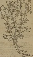 Picture 97 of 801 from A nievve herball, or Historie of plantes : wherein is contayned the whole discourse and perfect description of all sortes of herbes and plantes : their divers & sundry kindes ... and that not onely of those whiche are here growyng in this our countrie of Englande, but of all others also of forrayne realmes commonly used in physicke ; first set foorth in the Doutche or Almaigne tongue (1578), leaf 108