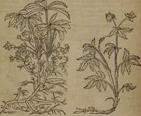 Picture 98 of 801 from A nievve herball, or Historie of plantes : wherein is contayned the whole discourse and perfect description of all sortes of herbes and plantes : their divers & sundry kindes ... and that not onely of those whiche are here growyng in this our countrie of Englande, but of all others also of forrayne realmes commonly used in physicke ; first set foorth in the Doutche or Almaigne tongue (1578), leaf 109