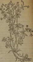 Picture 99 of 801 from A nievve herball, or Historie of plantes : wherein is contayned the whole discourse and perfect description of all sortes of herbes and plantes : their divers & sundry kindes ... and that not onely of those whiche are here growyng in this our countrie of Englande, but of all others also of forrayne realmes commonly used in physicke ; first set foorth in the Doutche or Almaigne tongue (1578), leaf 111