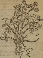 Picture 100 of 801 from A nievve herball, or Historie of plantes : wherein is contayned the whole discourse and perfect description of all sortes of herbes and plantes : their divers & sundry kindes ... and that not onely of those whiche are here growyng in this our countrie of Englande, but of all others also of forrayne realmes commonly used in physicke ; first set foorth in the Doutche or Almaigne tongue (1578), leaf 112