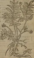 Picture 101 of 801 from A nievve herball, or Historie of plantes : wherein is contayned the whole discourse and perfect description of all sortes of herbes and plantes : their divers & sundry kindes ... and that not onely of those whiche are here growyng in this our countrie of Englande, but of all others also of forrayne realmes commonly used in physicke ; first set foorth in the Doutche or Almaigne tongue (1578), leaf 112