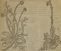 Picture 102 of 801 from A nievve herball, or Historie of plantes : wherein is contayned the whole discourse and perfect description of all sortes of herbes and plantes : their divers & sundry kindes ... and that not onely of those whiche are here growyng in this our countrie of Englande, but of all others also of forrayne realmes commonly used in physicke ; first set foorth in the Doutche or Almaigne tongue (1578), leaf 114