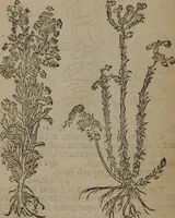 Picture 103 of 801 from A nievve herball, or Historie of plantes : wherein is contayned the whole discourse and perfect description of all sortes of herbes and plantes : their divers & sundry kindes ... and that not onely of those whiche are here growyng in this our countrie of Englande, but of all others also of forrayne realmes commonly used in physicke ; first set foorth in the Doutche or Almaigne tongue (1578), leaf 115