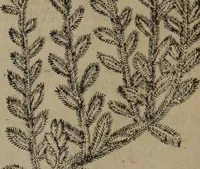 An illustration from A nievve herball, or Historie of plantes : wherein is contayned the whole discourse and perfect description of all sortes of herbes and plantes : their divers & sundry kindes ... and that not onely of those whiche are here growyng in this our countrie of Englande, but of all others also of forrayne realmes commonly used in physicke ; first set foorth in the Doutche or Almaigne tongue (1578)