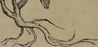 Picture 105 of 801 from A nievve herball, or Historie of plantes : wherein is contayned the whole discourse and perfect description of all sortes of herbes and plantes : their divers & sundry kindes ... and that not onely of those whiche are here growyng in this our countrie of Englande, but of all others also of forrayne realmes commonly used in physicke ; first set foorth in the Doutche or Almaigne tongue (1578), leaf 117