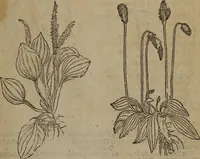 Picture 106 of 801 from A nievve herball, or Historie of plantes : wherein is contayned the whole discourse and perfect description of all sortes of herbes and plantes : their divers & sundry kindes ... and that not onely of those whiche are here growyng in this our countrie of Englande, but of all others also of forrayne realmes commonly used in physicke ; first set foorth in the Doutche or Almaigne tongue (1578), leaf 118
