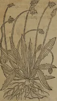 Picture 107 of 801 from A nievve herball, or Historie of plantes : wherein is contayned the whole discourse and perfect description of all sortes of herbes and plantes : their divers & sundry kindes ... and that not onely of those whiche are here growyng in this our countrie of Englande, but of all others also of forrayne realmes commonly used in physicke ; first set foorth in the Doutche or Almaigne tongue (1578), leaf 119