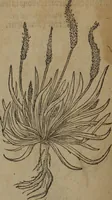 An illustration from A nievve herball, or Historie of plantes : wherein is contayned the whole discourse and perfect description of all sortes of herbes and plantes : their divers & sundry kindes ... and that not onely of those whiche are here growyng in this our countrie of Englande, but of all others also of forrayne realmes commonly used in physicke ; first set foorth in the Doutche or Almaigne tongue (1578)