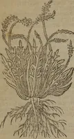 Picture 109 of 801 from A nievve herball, or Historie of plantes : wherein is contayned the whole discourse and perfect description of all sortes of herbes and plantes : their divers & sundry kindes ... and that not onely of those whiche are here growyng in this our countrie of Englande, but of all others also of forrayne realmes commonly used in physicke ; first set foorth in the Doutche or Almaigne tongue (1578), leaf 121