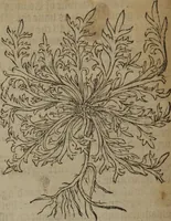 Picture 110 of 801 from A nievve herball, or Historie of plantes : wherein is contayned the whole discourse and perfect description of all sortes of herbes and plantes : their divers & sundry kindes ... and that not onely of those whiche are here growyng in this our countrie of Englande, but of all others also of forrayne realmes commonly used in physicke ; first set foorth in the Doutche or Almaigne tongue (1578), leaf 121