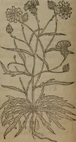 An illustration from A nievve herball, or Historie of plantes : wherein is contayned the whole discourse and perfect description of all sortes of herbes and plantes : their divers & sundry kindes ... and that not onely of those whiche are here growyng in this our countrie of Englande, but of all others also of forrayne realmes commonly used in physicke ; first set foorth in the Doutche or Almaigne tongue (1578)