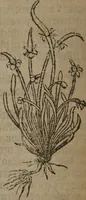 Picture 112 of 801 from A nievve herball, or Historie of plantes : wherein is contayned the whole discourse and perfect description of all sortes of herbes and plantes : their divers & sundry kindes ... and that not onely of those whiche are here growyng in this our countrie of Englande, but of all others also of forrayne realmes commonly used in physicke ; first set foorth in the Doutche or Almaigne tongue (1578), leaf 123