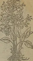 Picture 113 of 801 from A nievve herball, or Historie of plantes : wherein is contayned the whole discourse and perfect description of all sortes of herbes and plantes : their divers & sundry kindes ... and that not onely of those whiche are here growyng in this our countrie of Englande, but of all others also of forrayne realmes commonly used in physicke ; first set foorth in the Doutche or Almaigne tongue (1578), leaf 124