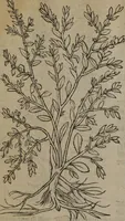 Picture 114 of 801 from A nievve herball, or Historie of plantes : wherein is contayned the whole discourse and perfect description of all sortes of herbes and plantes : their divers & sundry kindes ... and that not onely of those whiche are here growyng in this our countrie of Englande, but of all others also of forrayne realmes commonly used in physicke ; first set foorth in the Doutche or Almaigne tongue (1578), leaf 125