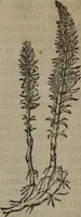 An illustration from A nievve herball, or Historie of plantes : wherein is contayned the whole discourse and perfect description of all sortes of herbes and plantes : their divers & sundry kindes ... and that not onely of those whiche are here growyng in this our countrie of Englande, but of all others also of forrayne realmes commonly used in physicke ; first set foorth in the Doutche or Almaigne tongue (1578)