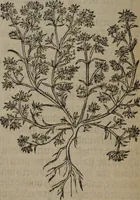 Picture 116 of 801 from A nievve herball, or Historie of plantes : wherein is contayned the whole discourse and perfect description of all sortes of herbes and plantes : their divers & sundry kindes ... and that not onely of those whiche are here growyng in this our countrie of Englande, but of all others also of forrayne realmes commonly used in physicke ; first set foorth in the Doutche or Almaigne tongue (1578), leaf 125