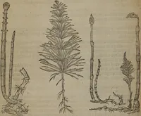 Picture 117 of 801 from A nievve herball, or Historie of plantes : wherein is contayned the whole discourse and perfect description of all sortes of herbes and plantes : their divers & sundry kindes ... and that not onely of those whiche are here growyng in this our countrie of Englande, but of all others also of forrayne realmes commonly used in physicke ; first set foorth in the Doutche or Almaigne tongue (1578), leaf 127