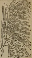 Picture 118 of 801 from A nievve herball, or Historie of plantes : wherein is contayned the whole discourse and perfect description of all sortes of herbes and plantes : their divers & sundry kindes ... and that not onely of those whiche are here growyng in this our countrie of Englande, but of all others also of forrayne realmes commonly used in physicke ; first set foorth in the Doutche or Almaigne tongue (1578), leaf 128