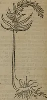 Picture 120 of 801 from A nievve herball, or Historie of plantes : wherein is contayned the whole discourse and perfect description of all sortes of herbes and plantes : their divers & sundry kindes ... and that not onely of those whiche are here growyng in this our countrie of Englande, but of all others also of forrayne realmes commonly used in physicke ; first set foorth in the Doutche or Almaigne tongue (1578), leaf 129