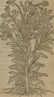 Picture 121 of 801 from A nievve herball, or Historie of plantes : wherein is contayned the whole discourse and perfect description of all sortes of herbes and plantes : their divers & sundry kindes ... and that not onely of those whiche are here growyng in this our countrie of Englande, but of all others also of forrayne realmes commonly used in physicke ; first set foorth in the Doutche or Almaigne tongue (1578), leaf 130