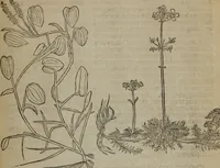 Picture 122 of 801 from A nievve herball, or Historie of plantes : wherein is contayned the whole discourse and perfect description of all sortes of herbes and plantes : their divers & sundry kindes ... and that not onely of those whiche are here growyng in this our countrie of Englande, but of all others also of forrayne realmes commonly used in physicke ; first set foorth in the Doutche or Almaigne tongue (1578), leaf 132