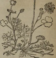 Picture 123 of 801 from A nievve herball, or Historie of plantes : wherein is contayned the whole discourse and perfect description of all sortes of herbes and plantes : their divers & sundry kindes ... and that not onely of those whiche are here growyng in this our countrie of Englande, but of all others also of forrayne realmes commonly used in physicke ; first set foorth in the Doutche or Almaigne tongue (1578), leaf 133