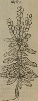 Picture 124 of 801 from A nievve herball, or Historie of plantes : wherein is contayned the whole discourse and perfect description of all sortes of herbes and plantes : their divers & sundry kindes ... and that not onely of those whiche are here growyng in this our countrie of Englande, but of all others also of forrayne realmes commonly used in physicke ; first set foorth in the Doutche or Almaigne tongue (1578), leaf 134