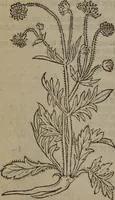 Picture 125 of 801 from A nievve herball, or Historie of plantes : wherein is contayned the whole discourse and perfect description of all sortes of herbes and plantes : their divers & sundry kindes ... and that not onely of those whiche are here growyng in this our countrie of Englande, but of all others also of forrayne realmes commonly used in physicke ; first set foorth in the Doutche or Almaigne tongue (1578), leaf 135