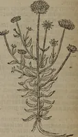 Picture 126 of 801 from A nievve herball, or Historie of plantes : wherein is contayned the whole discourse and perfect description of all sortes of herbes and plantes : their divers & sundry kindes ... and that not onely of those whiche are here growyng in this our countrie of Englande, but of all others also of forrayne realmes commonly used in physicke ; first set foorth in the Doutche or Almaigne tongue (1578), leaf 135