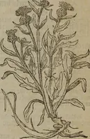 Picture 127 of 801 from A nievve herball, or Historie of plantes : wherein is contayned the whole discourse and perfect description of all sortes of herbes and plantes : their divers & sundry kindes ... and that not onely of those whiche are here growyng in this our countrie of Englande, but of all others also of forrayne realmes commonly used in physicke ; first set foorth in the Doutche or Almaigne tongue (1578), leaf 136