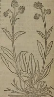 Picture 128 of 801 from A nievve herball, or Historie of plantes : wherein is contayned the whole discourse and perfect description of all sortes of herbes and plantes : their divers & sundry kindes ... and that not onely of those whiche are here growyng in this our countrie of Englande, but of all others also of forrayne realmes commonly used in physicke ; first set foorth in the Doutche or Almaigne tongue (1578), leaf 137