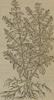 An illustration from A nievve herball, or Historie of plantes : wherein is contayned the whole discourse and perfect description of all sortes of herbes and plantes : their divers & sundry kindes ... and that not onely of those whiche are here growyng in this our countrie of Englande, but of all others also of forrayne realmes commonly used in physicke ; first set foorth in the Doutche or Almaigne tongue (1578)