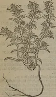 Picture 131 of 801 from A nievve herball, or Historie of plantes : wherein is contayned the whole discourse and perfect description of all sortes of herbes and plantes : their divers & sundry kindes ... and that not onely of those whiche are here growyng in this our countrie of Englande, but of all others also of forrayne realmes commonly used in physicke ; first set foorth in the Doutche or Almaigne tongue (1578), leaf 143