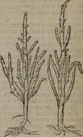 Picture 132 of 801 from A nievve herball, or Historie of plantes : wherein is contayned the whole discourse and perfect description of all sortes of herbes and plantes : their divers & sundry kindes ... and that not onely of those whiche are here growyng in this our countrie of Englande, but of all others also of forrayne realmes commonly used in physicke ; first set foorth in the Doutche or Almaigne tongue (1578), leaf 143