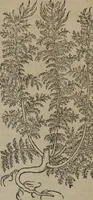 An illustration from A nievve herball, or Historie of plantes : wherein is contayned the whole discourse and perfect description of all sortes of herbes and plantes : their divers & sundry kindes ... and that not onely of those whiche are here growyng in this our countrie of Englande, but of all others also of forrayne realmes commonly used in physicke ; first set foorth in the Doutche or Almaigne tongue (1578)