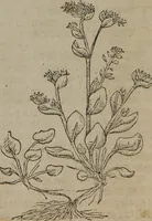 Picture 134 of 801 from A nievve herball, or Historie of plantes : wherein is contayned the whole discourse and perfect description of all sortes of herbes and plantes : their divers & sundry kindes ... and that not onely of those whiche are here growyng in this our countrie of Englande, but of all others also of forrayne realmes commonly used in physicke ; first set foorth in the Doutche or Almaigne tongue (1578), leaf 144