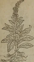 Picture 135 of 801 from A nievve herball, or Historie of plantes : wherein is contayned the whole discourse and perfect description of all sortes of herbes and plantes : their divers & sundry kindes ... and that not onely of those whiche are here growyng in this our countrie of Englande, but of all others also of forrayne realmes commonly used in physicke ; first set foorth in the Doutche or Almaigne tongue (1578), leaf 146