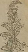 Picture 136 of 801 from A nievve herball, or Historie of plantes : wherein is contayned the whole discourse and perfect description of all sortes of herbes and plantes : their divers & sundry kindes ... and that not onely of those whiche are here growyng in this our countrie of Englande, but of all others also of forrayne realmes commonly used in physicke ; first set foorth in the Doutche or Almaigne tongue (1578), leaf 146