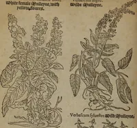 Picture 137 of 801 from A nievve herball, or Historie of plantes : wherein is contayned the whole discourse and perfect description of all sortes of herbes and plantes : their divers & sundry kindes ... and that not onely of those whiche are here growyng in this our countrie of Englande, but of all others also of forrayne realmes commonly used in physicke ; first set foorth in the Doutche or Almaigne tongue (1578), leaf 147