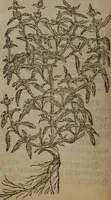 An illustration from A nievve herball, or Historie of plantes : wherein is contayned the whole discourse and perfect description of all sortes of herbes and plantes : their divers & sundry kindes ... and that not onely of those whiche are here growyng in this our countrie of Englande, but of all others also of forrayne realmes commonly used in physicke ; first set foorth in the Doutche or Almaigne tongue (1578)