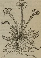 Picture 141 of 801 from A nievve herball, or Historie of plantes : wherein is contayned the whole discourse and perfect description of all sortes of herbes and plantes : their divers & sundry kindes ... and that not onely of those whiche are here growyng in this our countrie of Englande, but of all others also of forrayne realmes commonly used in physicke ; first set foorth in the Doutche or Almaigne tongue (1578), leaf 150